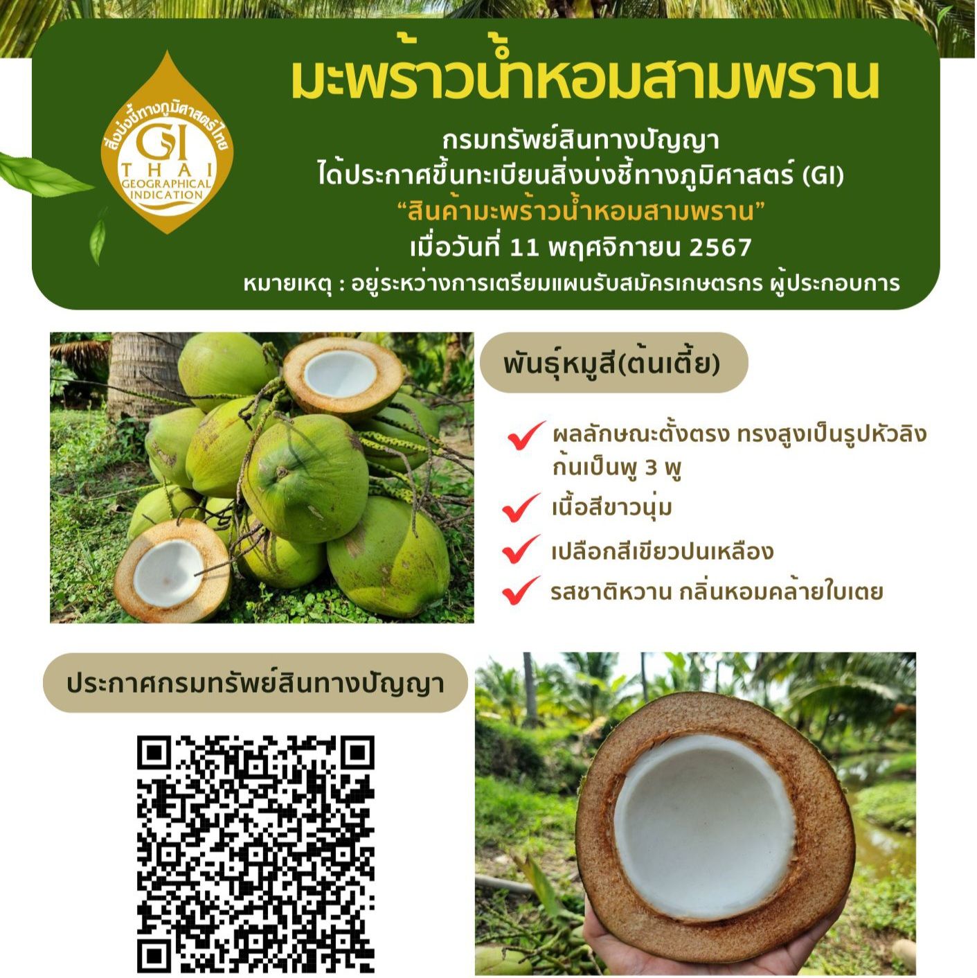 มะพร้าวน้ำหอมสามพราน สินค้า GI ลำดับที่ 2 ของจังหวัดนครปฐม 